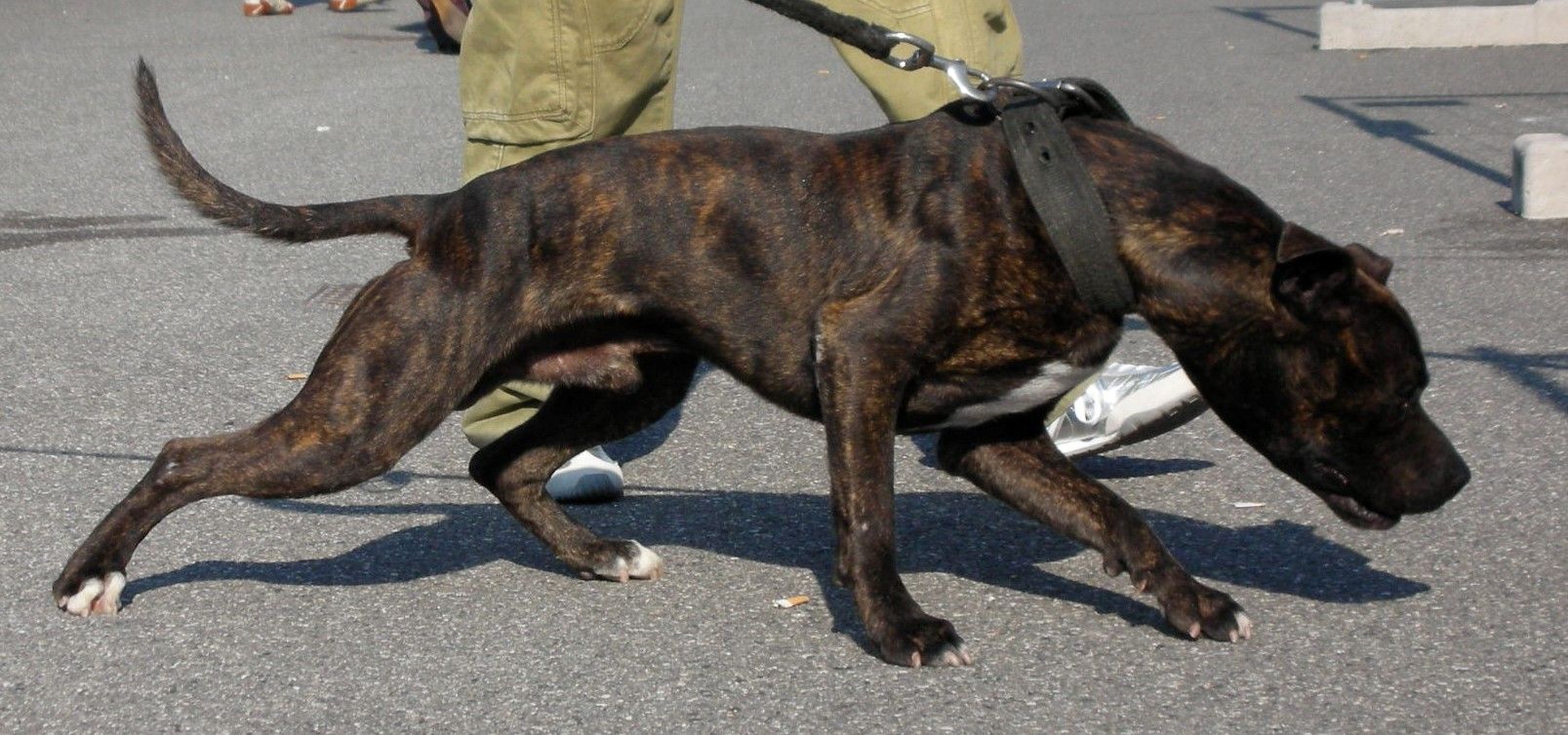 Photo of the dog