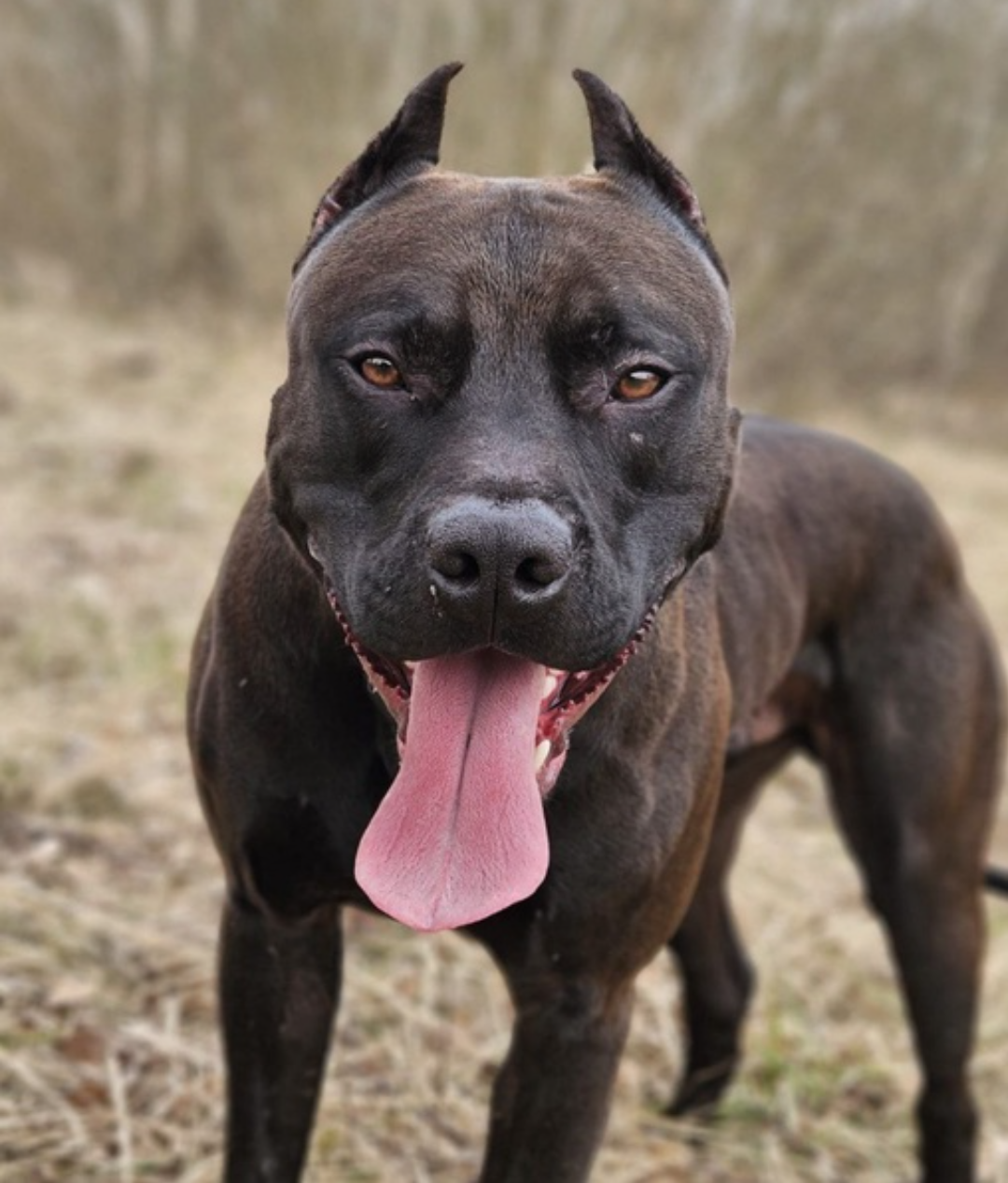 Photo of the dog