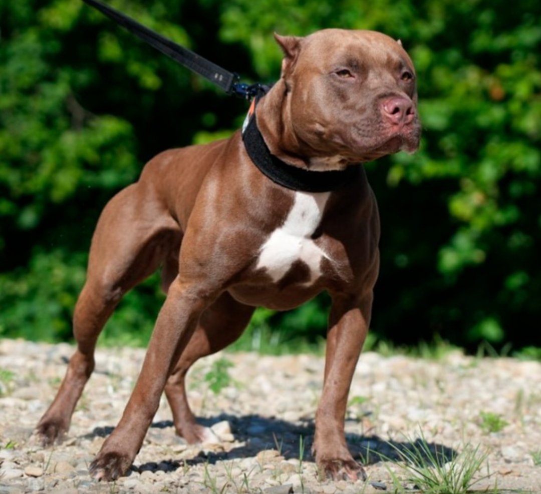 Photo of the dog