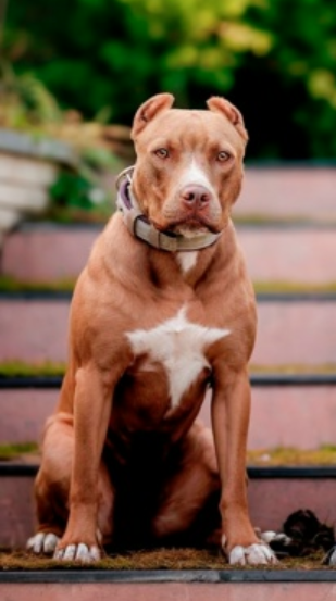 Photo of the dog
