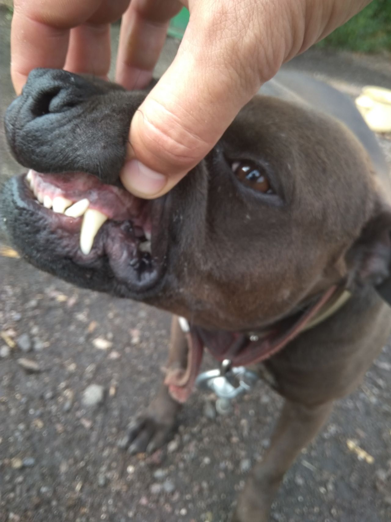 Photo of the dog
