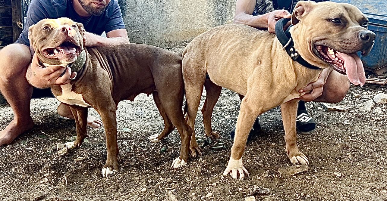 Photo of the dog