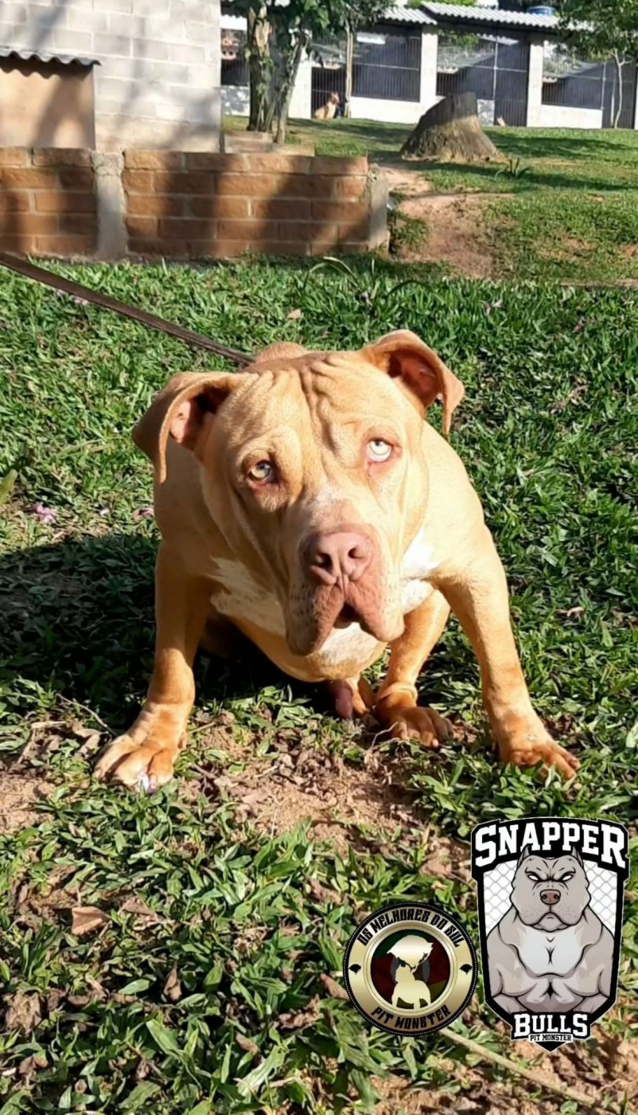 Photo of the dog