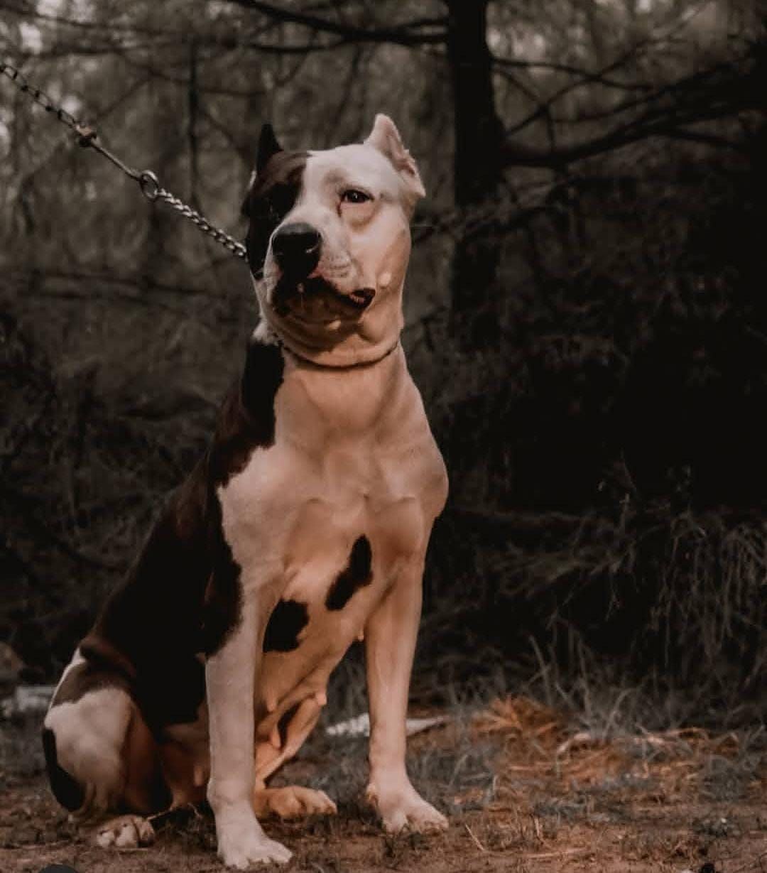 Photo of the dog
