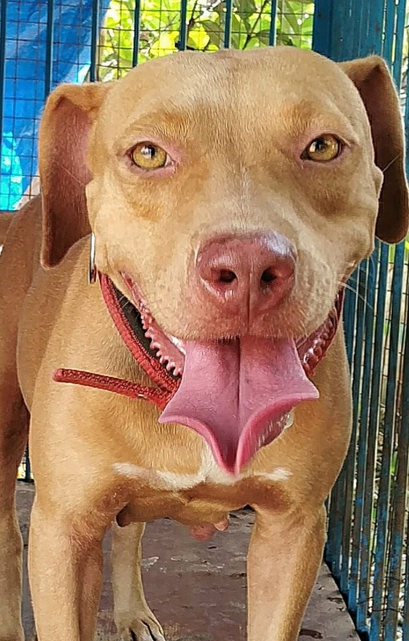 Photo of the dog