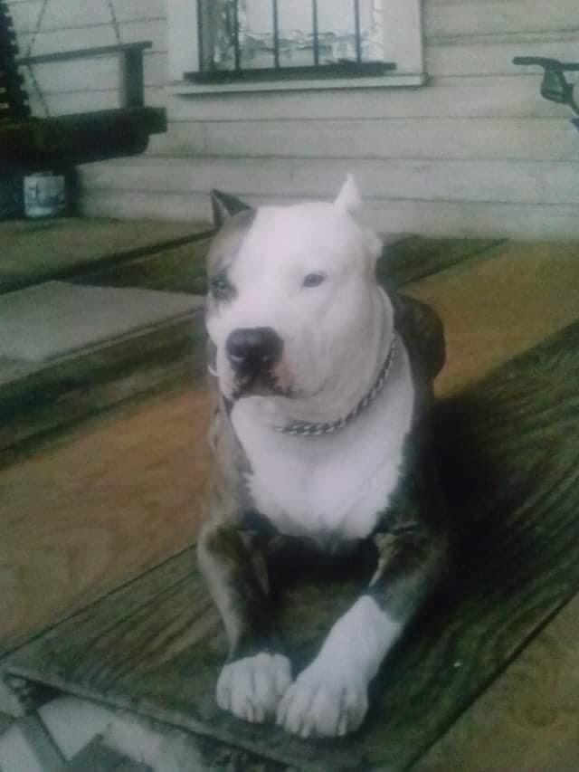 Photo of the dog