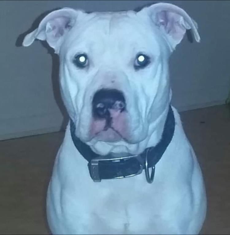 Photo of the dog