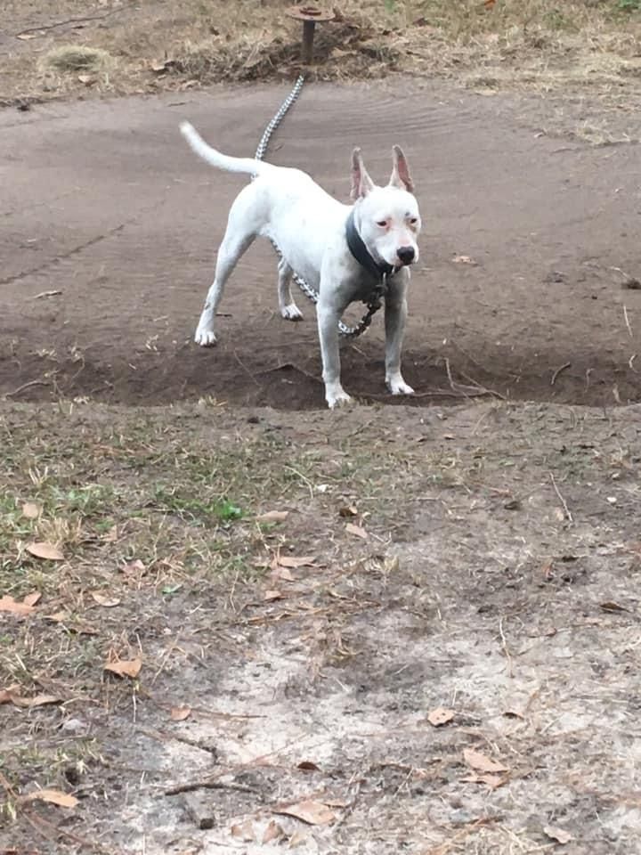 Photo of the dog
