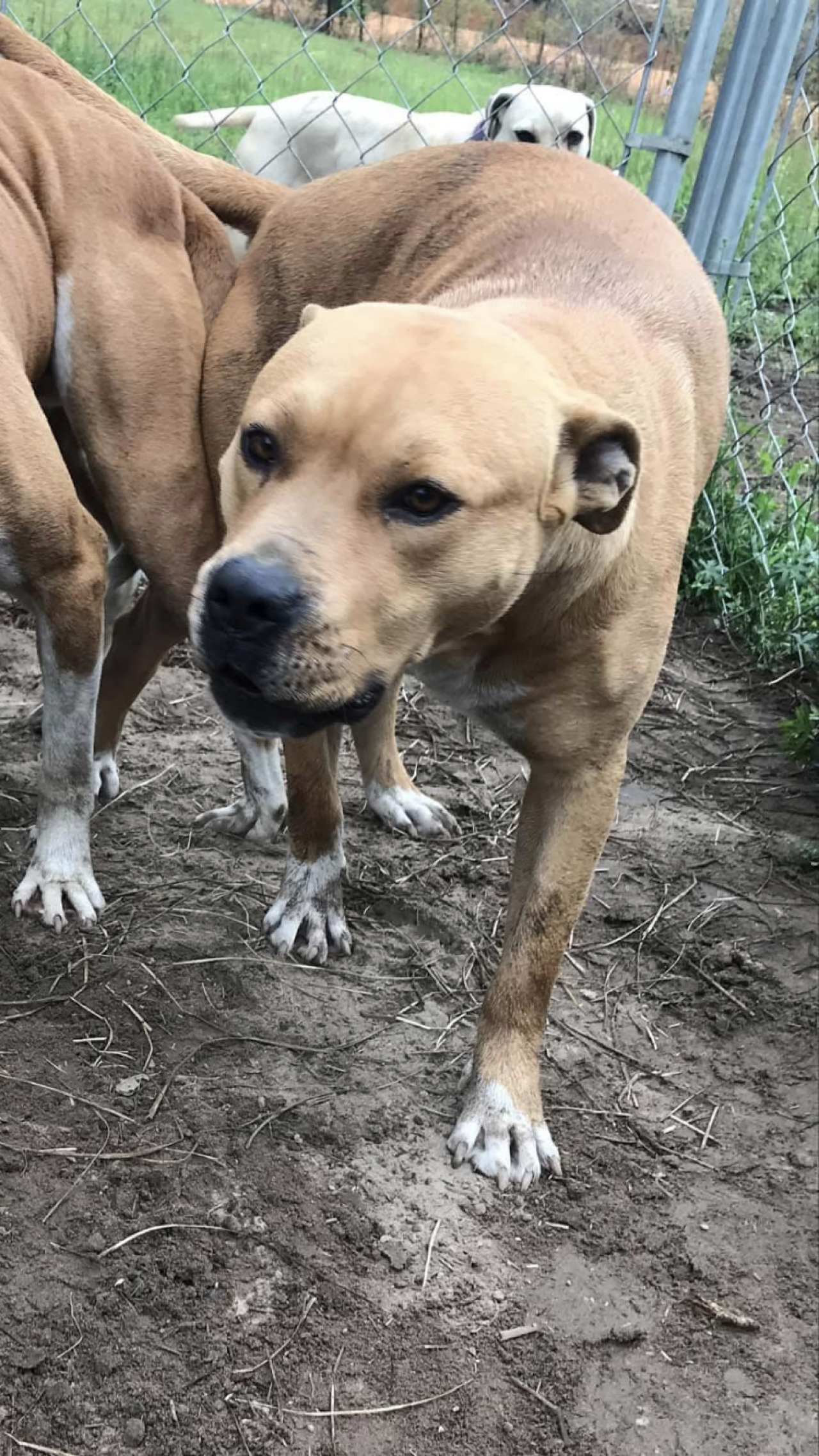 Photo of the dog