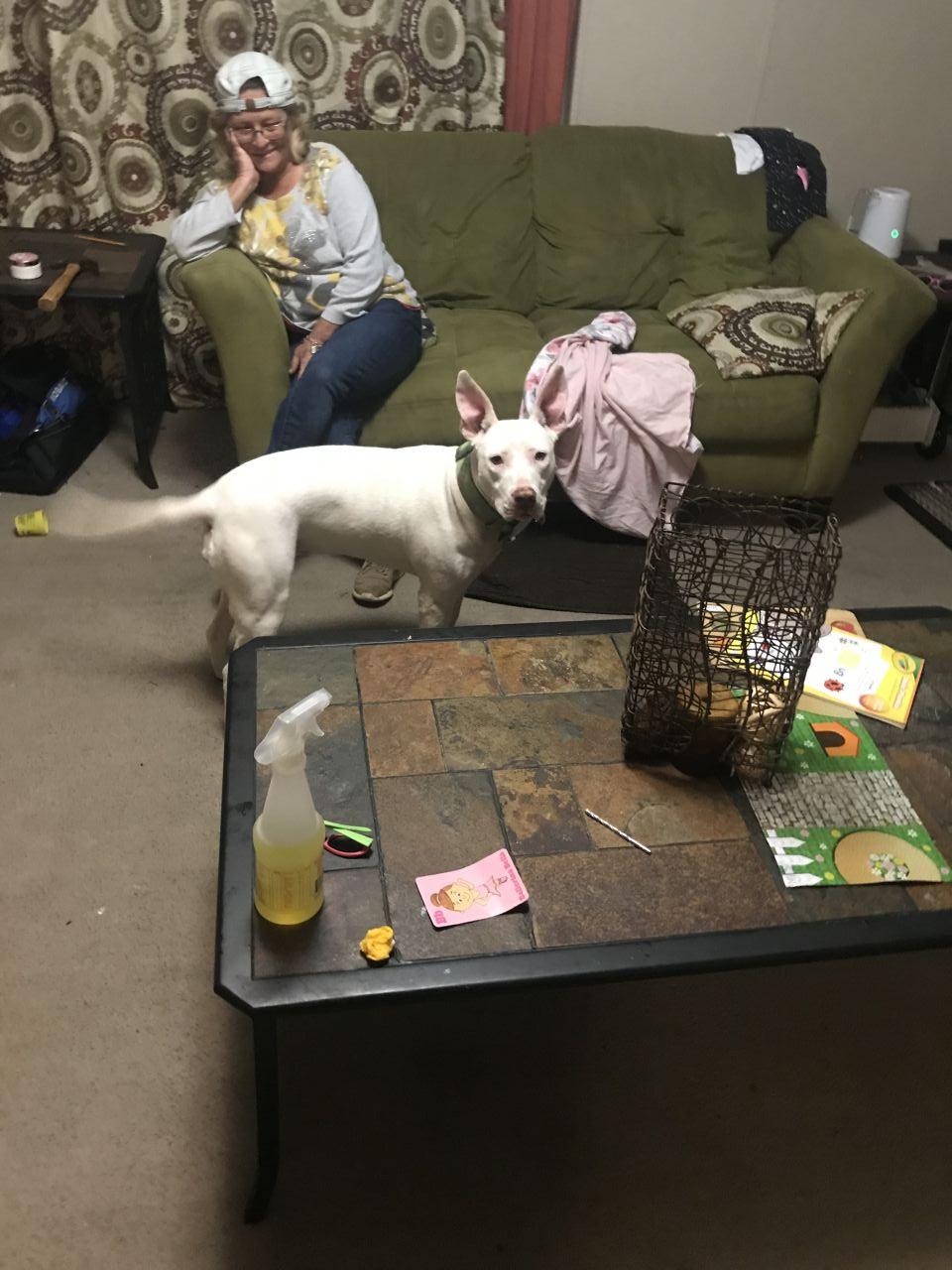 Photo of the dog