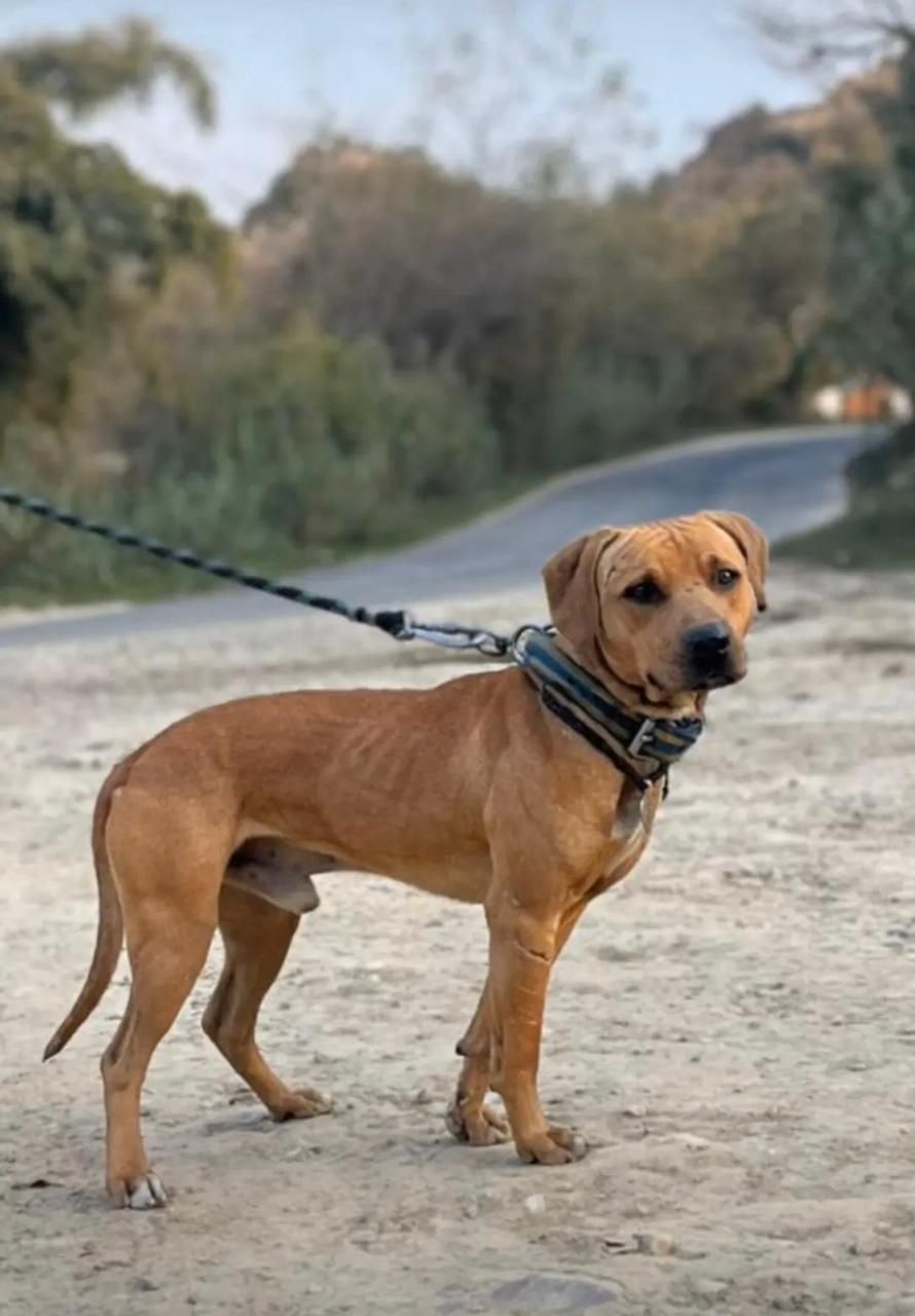 Photo of the dog
