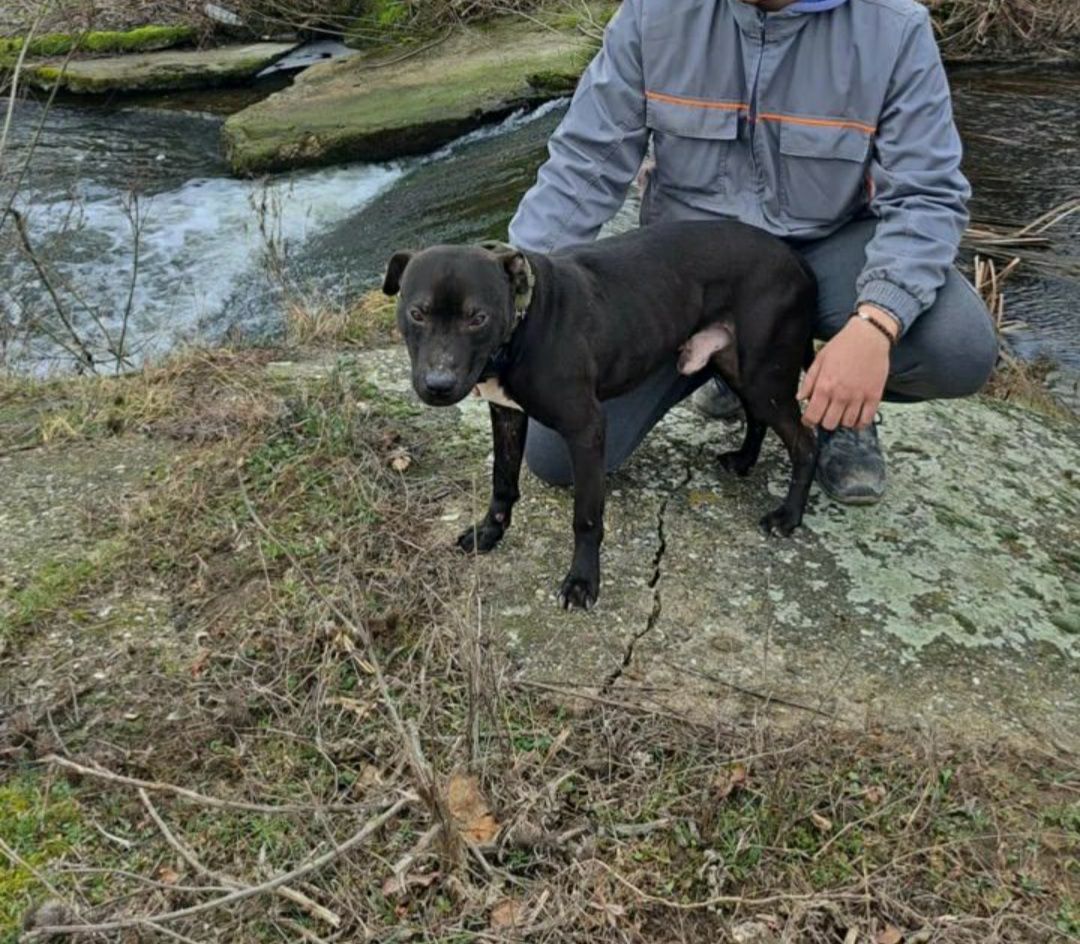 Photo of the dog