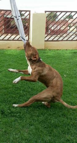 Photo of the dog