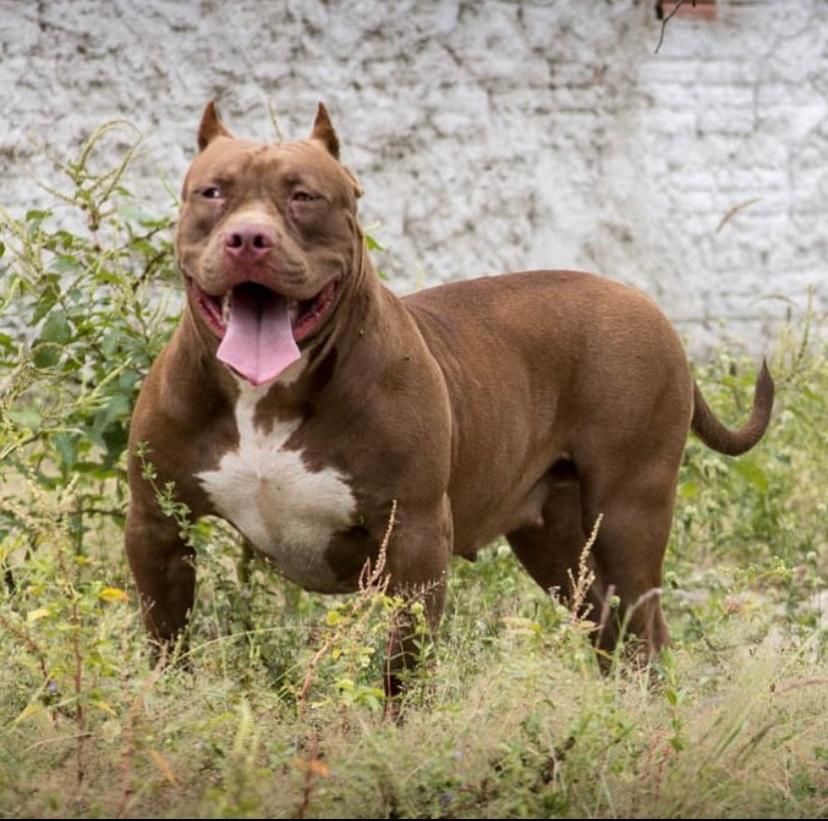 Photo of the dog
