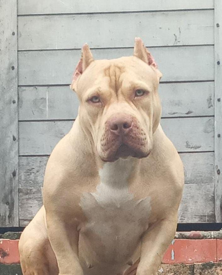 Photo of the dog
