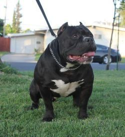 Photo of the dog