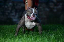 Photo of the dog
