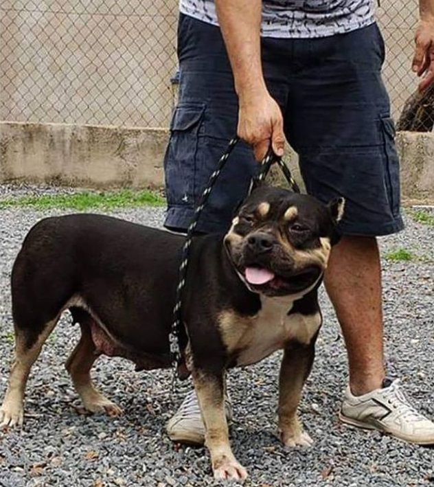 Photo of the dog