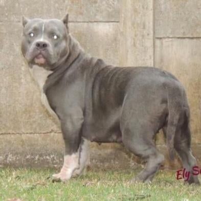 Photo of the dog