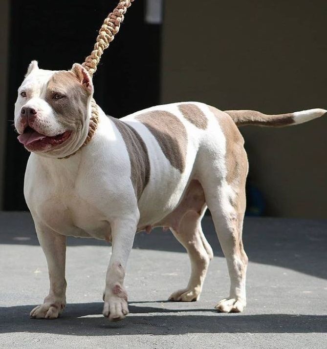 Photo of the dog