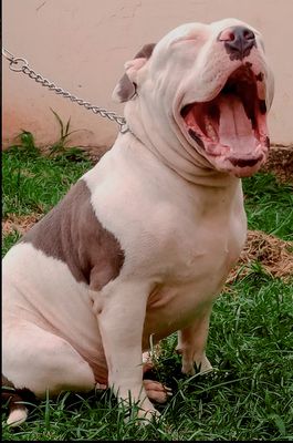 Photo of the dog