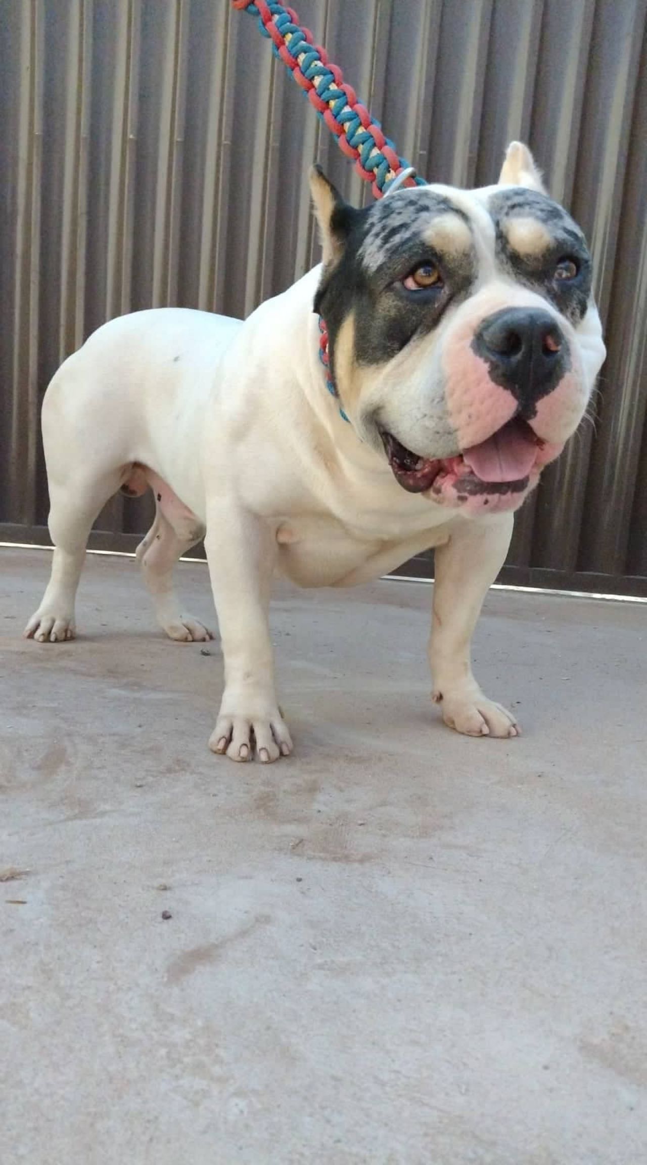 Photo of the dog