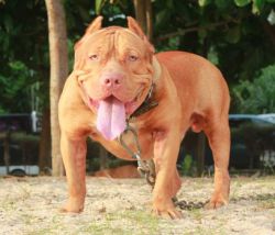 Photo of the dog