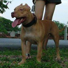 Photo of the dog