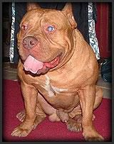 Photo of the dog