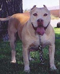 Photo of the dog