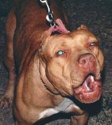Photo of the dog