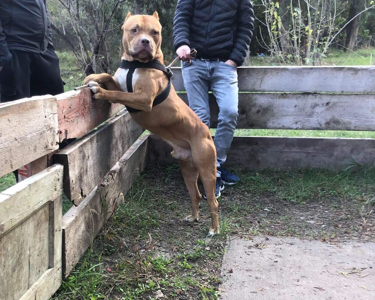 Photo of the dog
