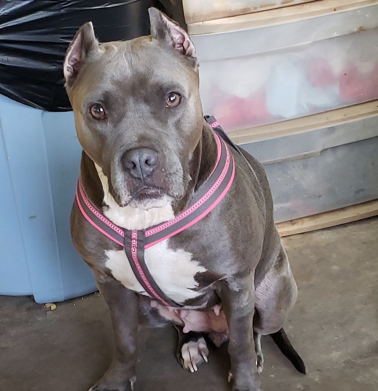 Photo of the dog