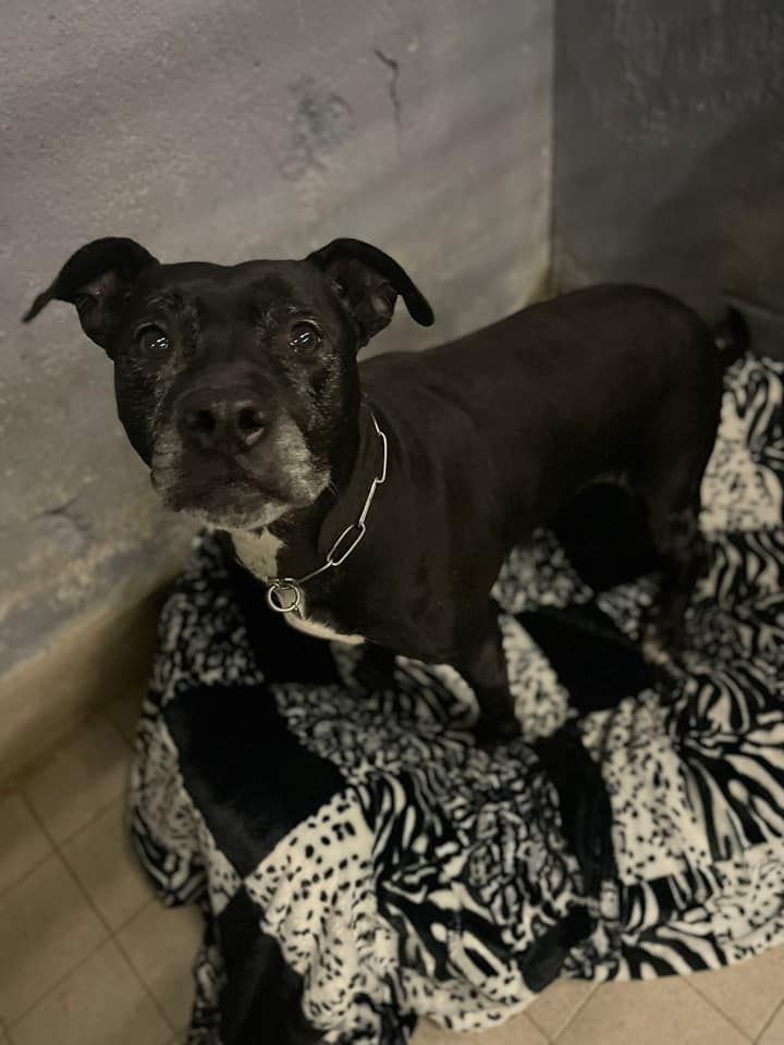Photo of the dog