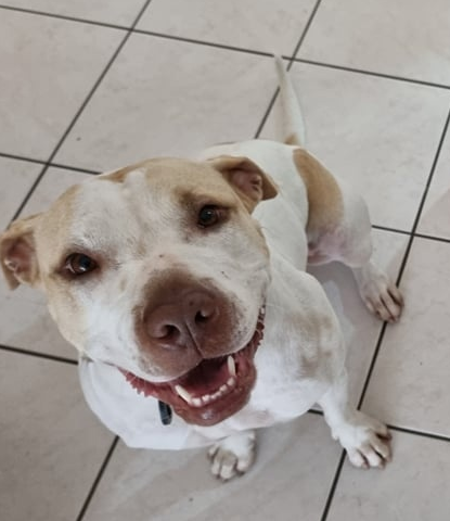 Photo of the dog
