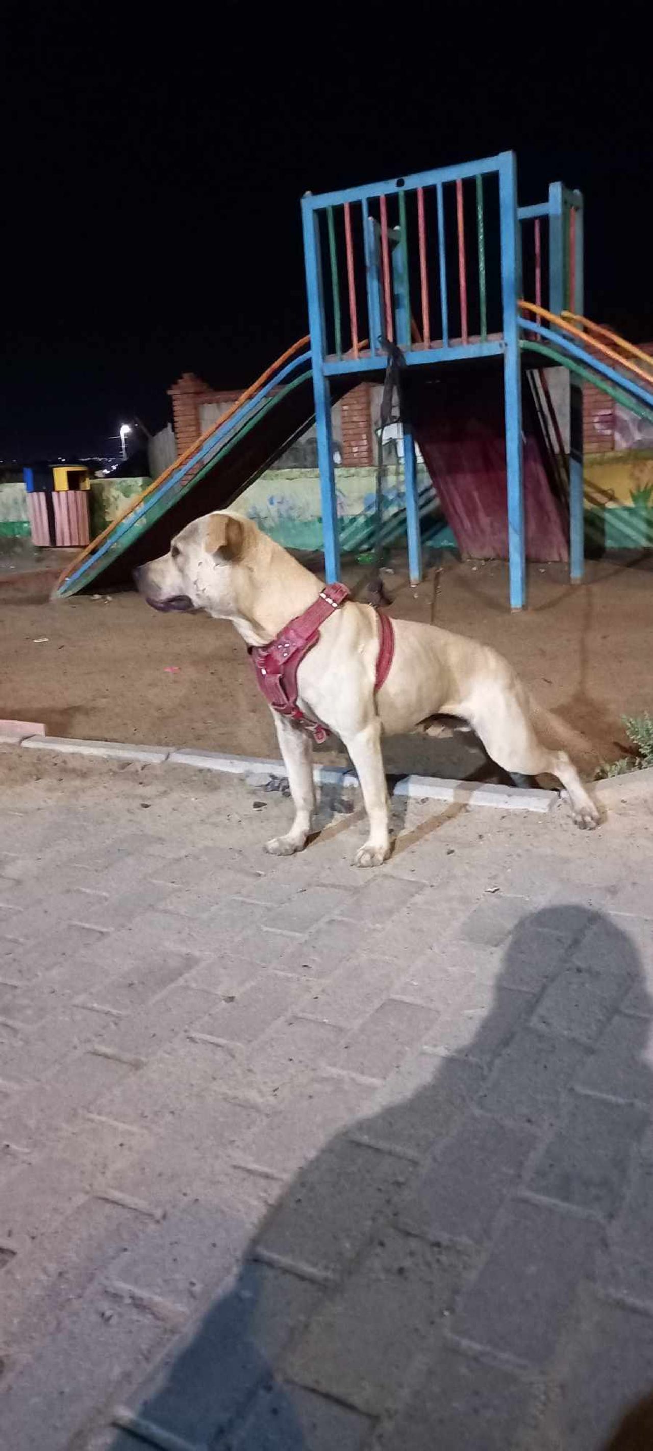 Photo of the dog