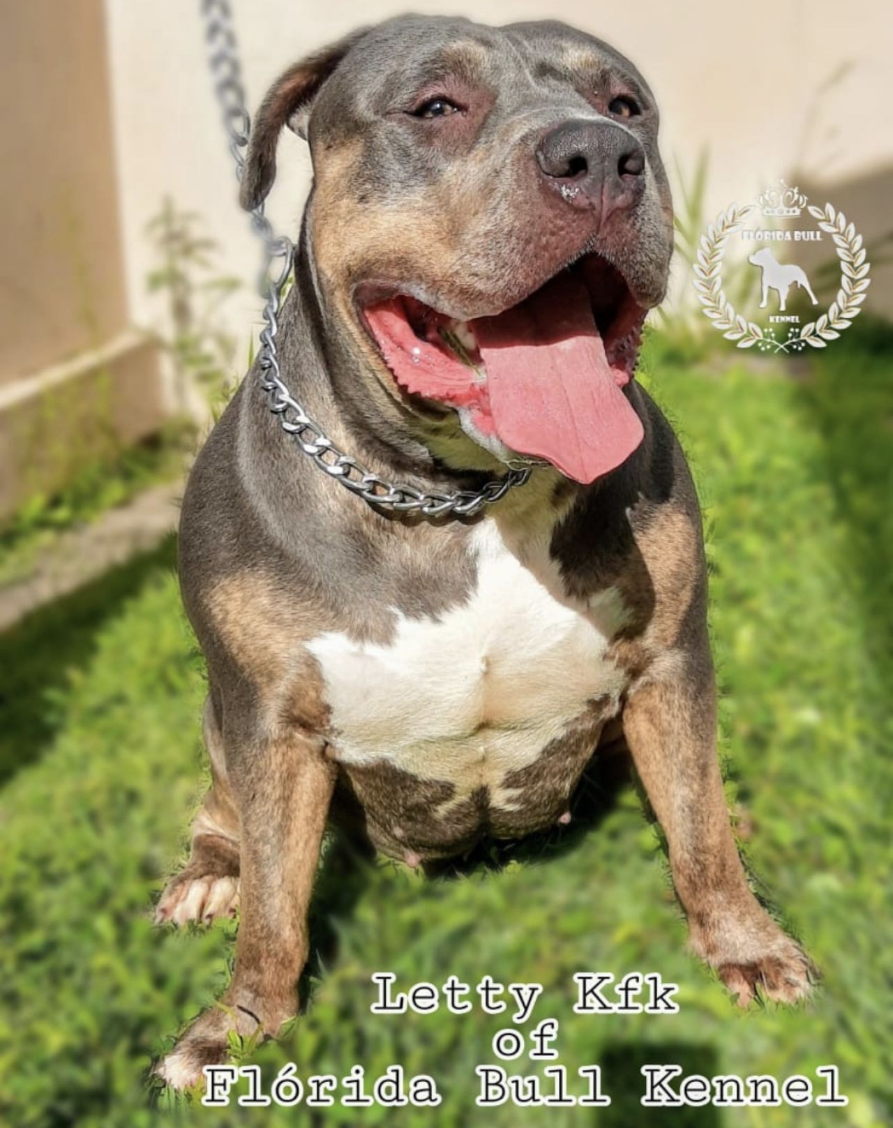 Photo of the dog