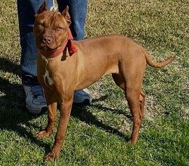 Photo of the dog