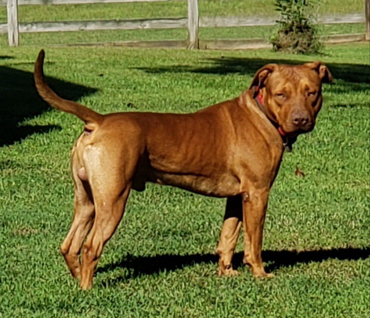 Photo of the dog