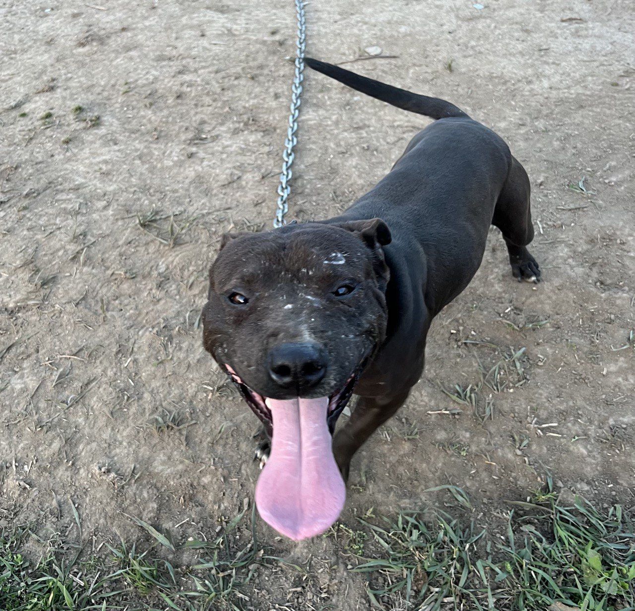 Photo of the dog