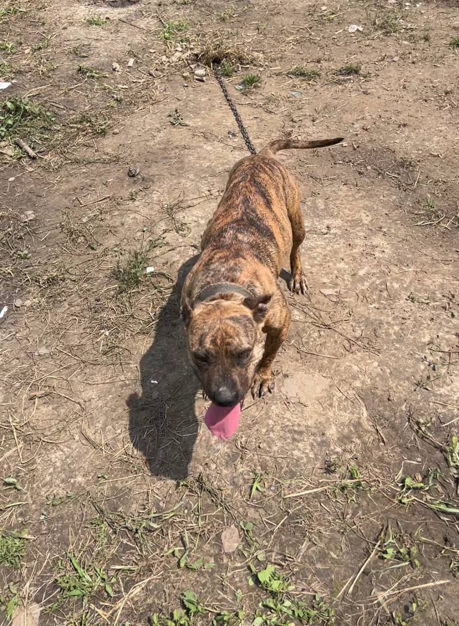 Photo of the dog