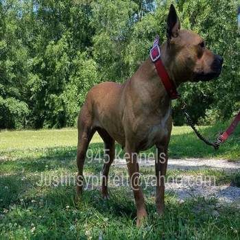 Photo of the dog