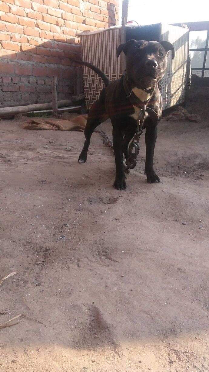 Photo of the dog