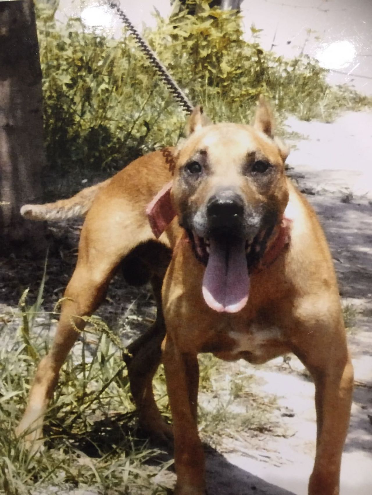 Photo of the dog