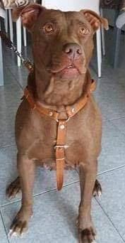 Photo of the dog