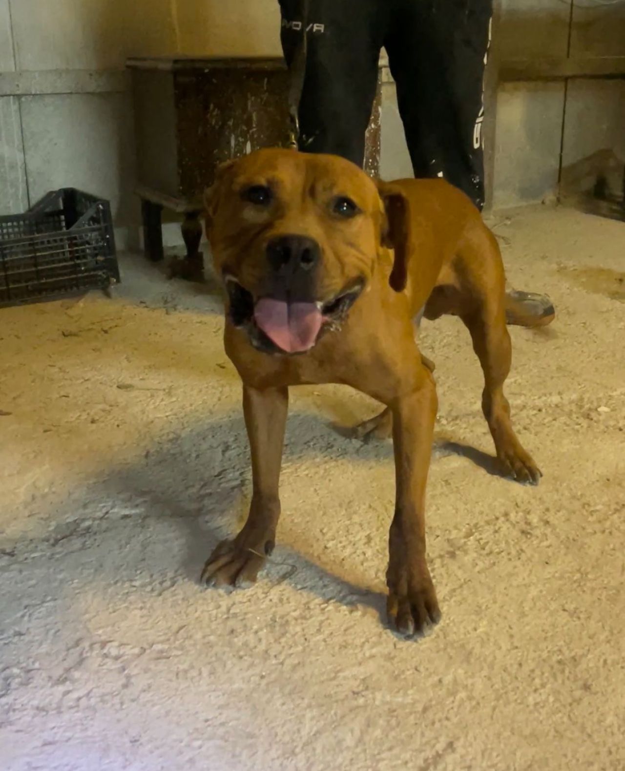 Photo of the dog