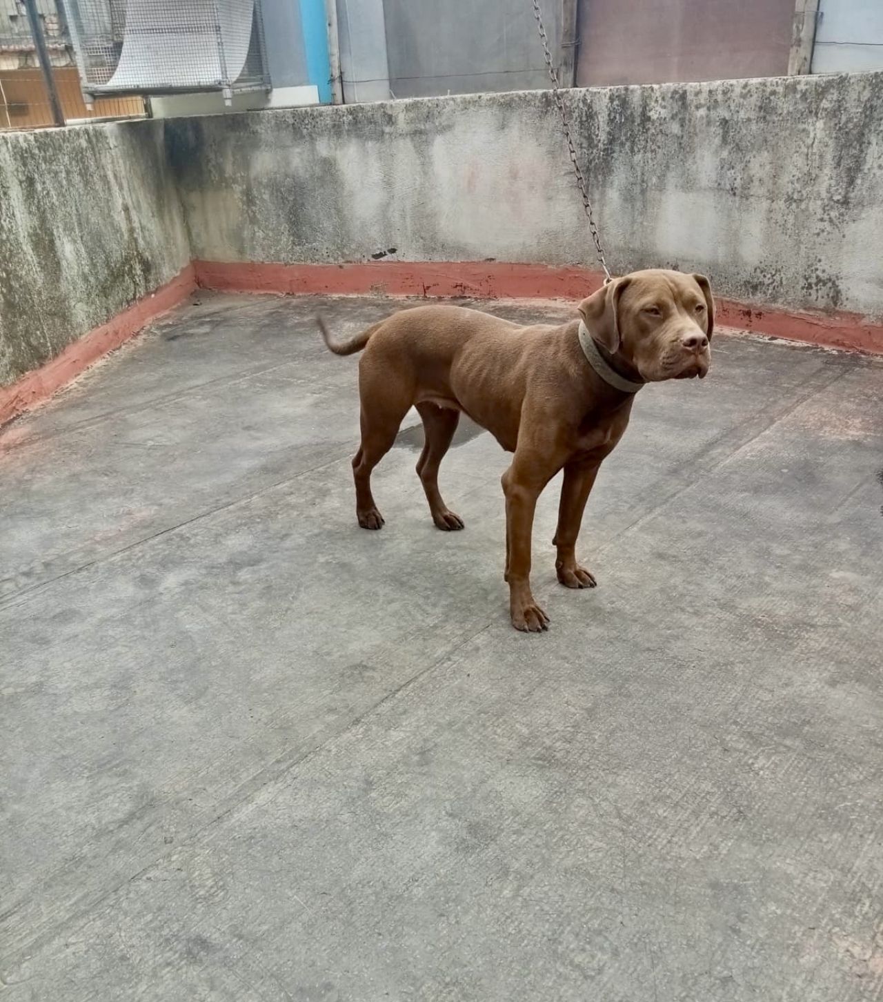 Photo of the dog