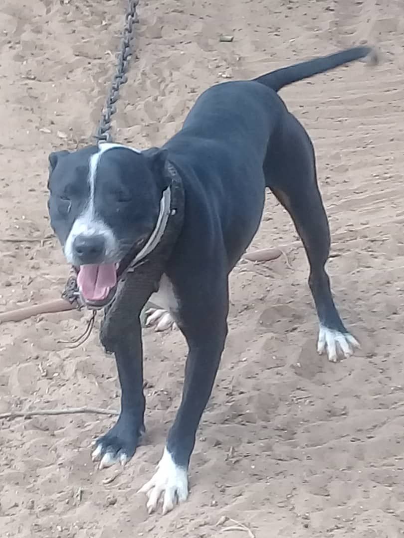 Photo of the dog