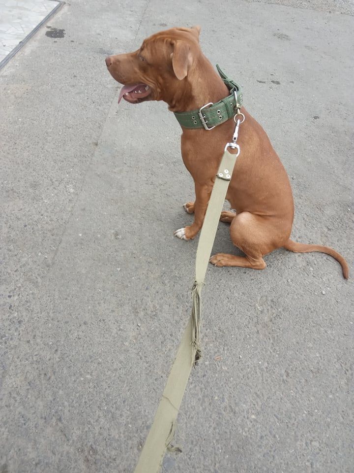 Photo of the dog