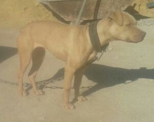 Photo of the dog